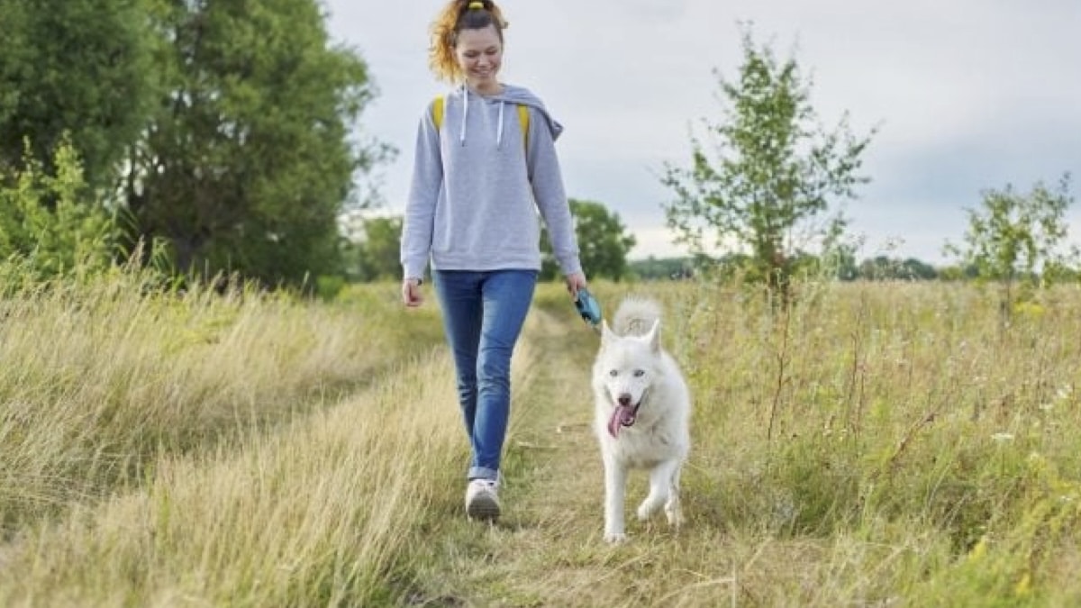 « 4 révélations surprenantes : Pourquoi marcher à vos côtés n’est pas idéal pour votre chien, selon les experts vétérinaires »