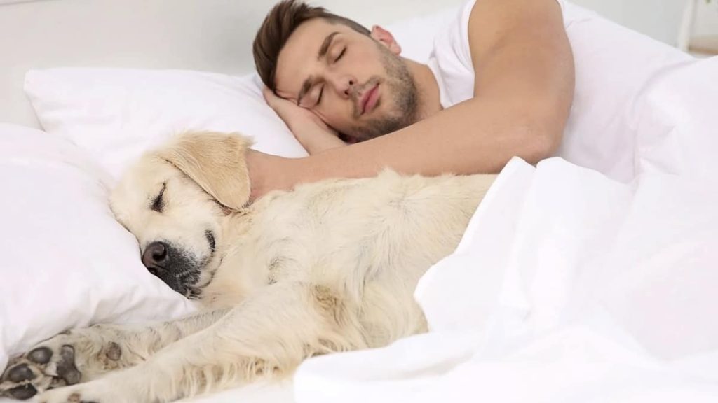 7 traits surprenants des adeptes du dodo avec leurs animaux de compagnie, révélés par les psychologues !