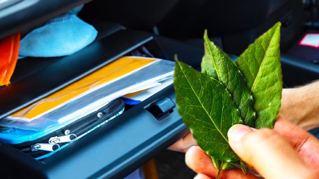 Découvrez le secret inédit du laurier en voiture que tout le monde s’arrache !
