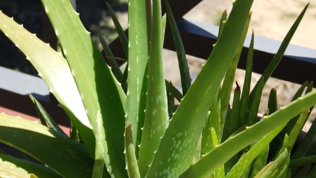Dites adieu aux douleurs articulaires : découvrez la plante miracle pour soulager l’arthrite au genou, aux mains et aux hanches !