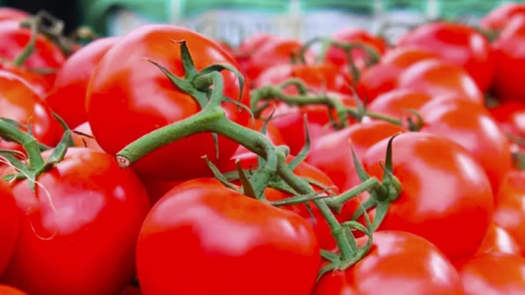 Le Secret de Conservation des Tomates : Où les Garder pour un Maximum de Fraîcheur!