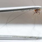 Le secret des vétérinaires : un remède maison infaillible pour chasser les puces une bonne fois pour toutes !