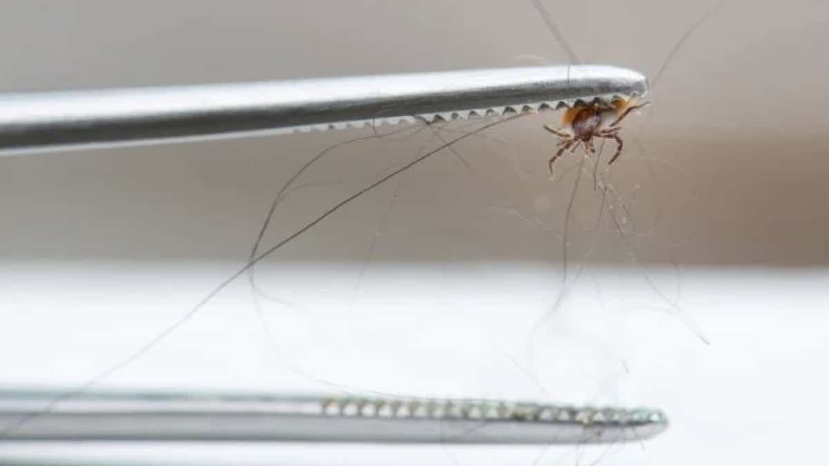 Le secret des vétérinaires : un remède maison infaillible pour chasser les puces une bonne fois pour toutes !