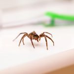 « Pourquoi cet automne nous verons des araignées envahir nos foyers : découvrez les raisons surprenantes ! »