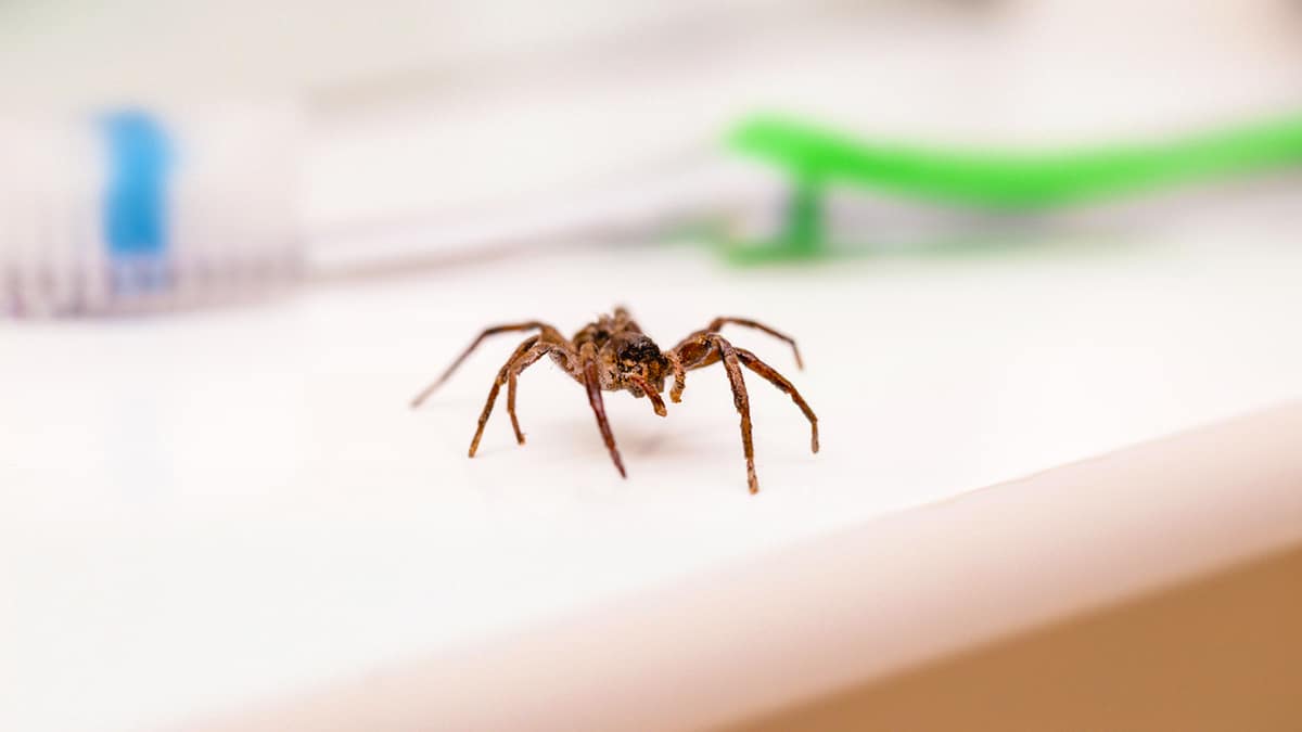 « Pourquoi cet automne nous verons des araignées envahir nos foyers : découvrez les raisons surprenantes ! »