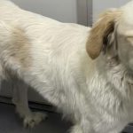 Tristesse et espoir : cette chienne de 3 ans, abandonnée pour la troisième fois, trouve enfin sa chance