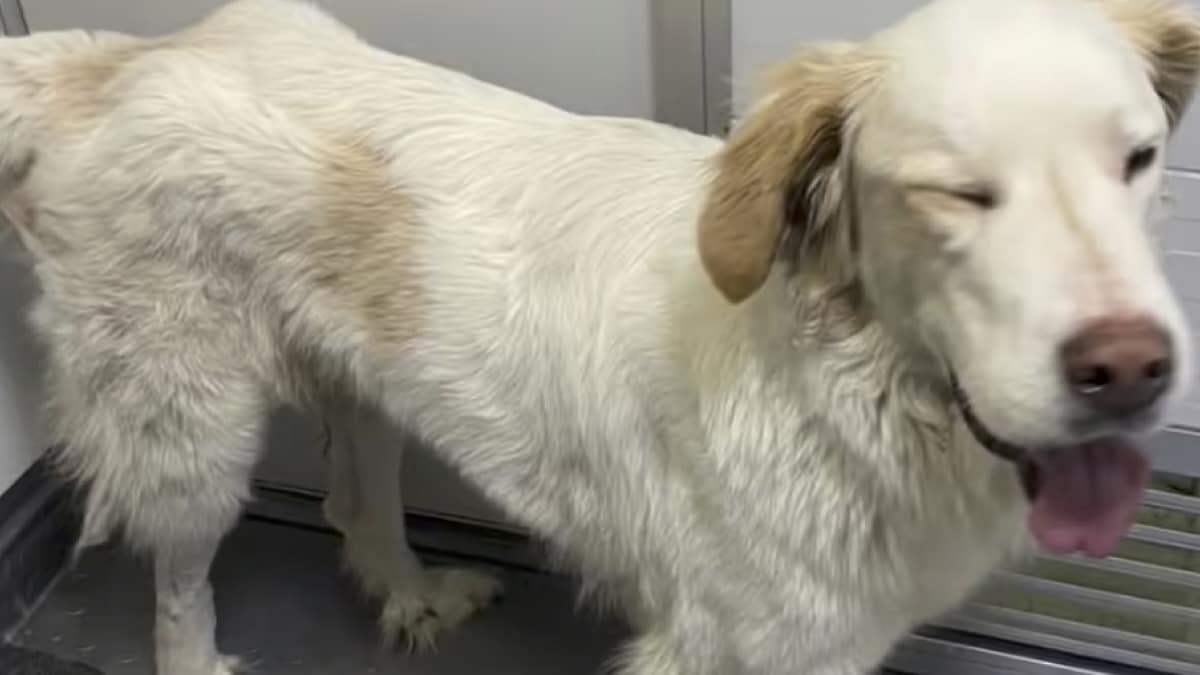 Tristesse et espoir : cette chienne de 3 ans, abandonnée pour la troisième fois, trouve enfin sa chance