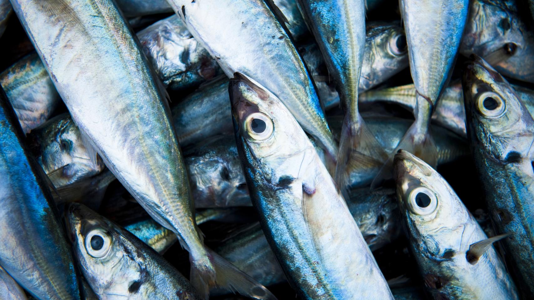 Quatre poissons riches en oméga-3 sur le point de disparaître !