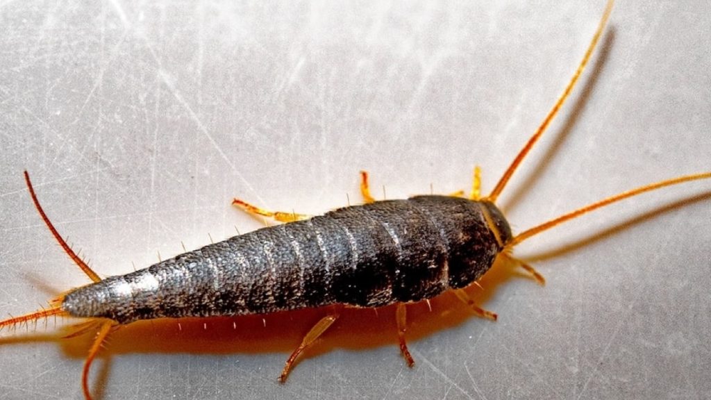 « Alerte ! Cet insecte minuscule de 3 mm chez vous pourrait signifier de gros ennuis »