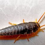 « Alerte ! Cet insecte minuscule de 3 mm chez vous pourrait signifier de gros ennuis »