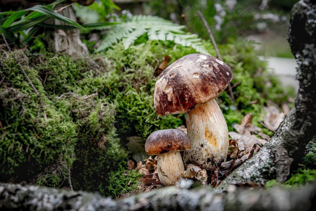 Produits d'automne