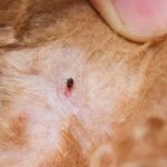 Découvrez le Remède Maison Révolutionnaire Approuvé par les Vétérinaires !