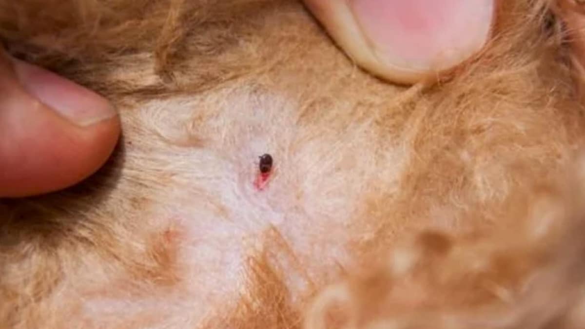 Découvrez le Remède Maison Révolutionnaire Approuvé par les Vétérinaires !