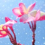 « Les Secrets des Orchidées : Pourquoi Elles Pêchent en Automne et Comment Booster Leur Floraison »
