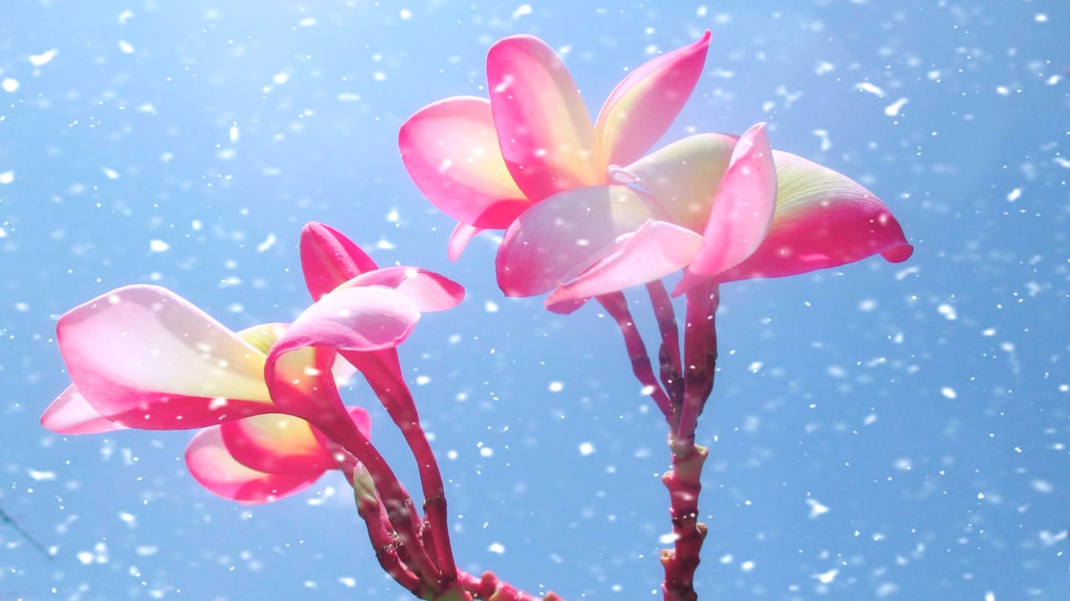 « Les Secrets des Orchidées : Pourquoi Elles Pêchent en Automne et Comment Booster Leur Floraison »