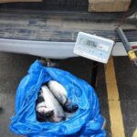 Cinq interpellés pour vols répétés de dorades en aquaculture à Tenerife Sud