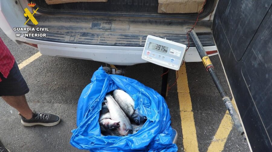 Cinq interpellés pour vols répétés de dorades en aquaculture à Tenerife Sud