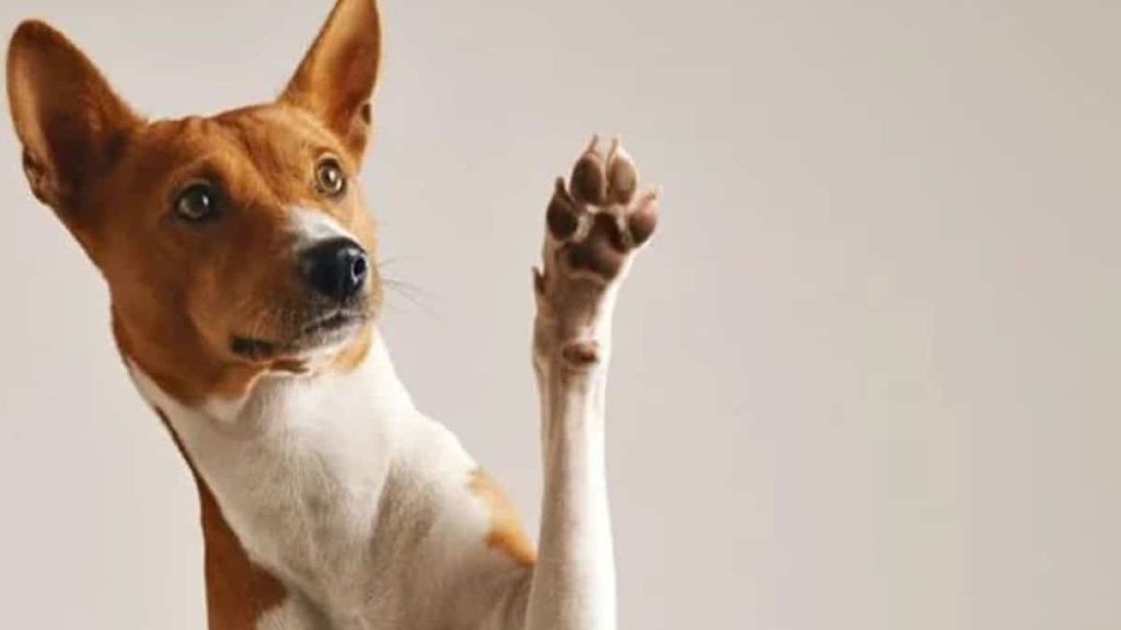 Protégez les pattes de votre chien cet hiver : Conseils essentiels des vétérinaires !