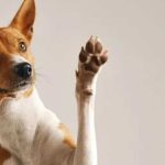 Protégez les pattes de votre chien cet hiver : Conseils essentiels des vétérinaires !