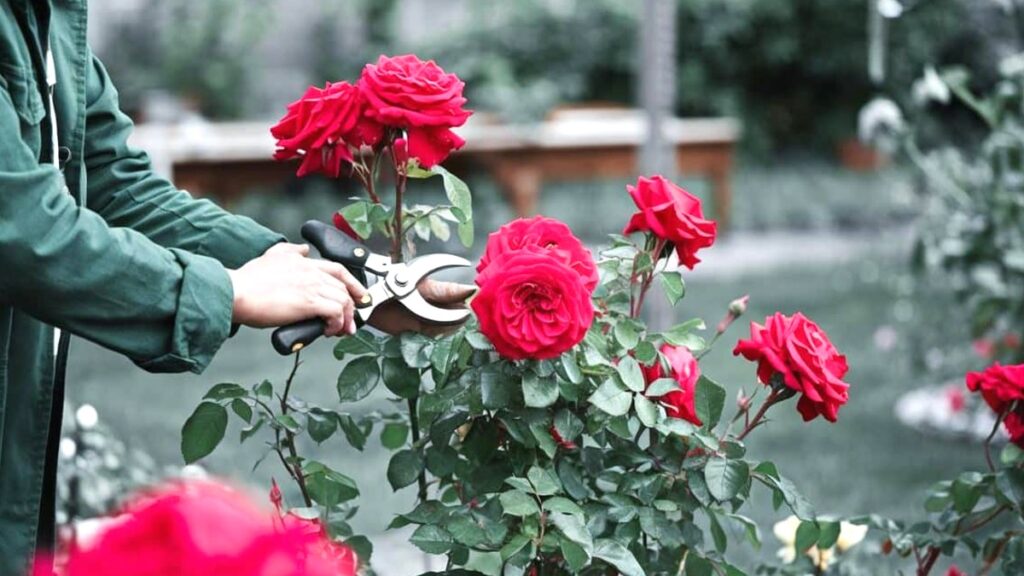 « Quand tailler vos rosiers pour les préparer à l’hiver et les garder en pleine forme ? »