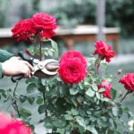 « Quand tailler vos rosiers pour les préparer à l’hiver et les garder en pleine forme ? »