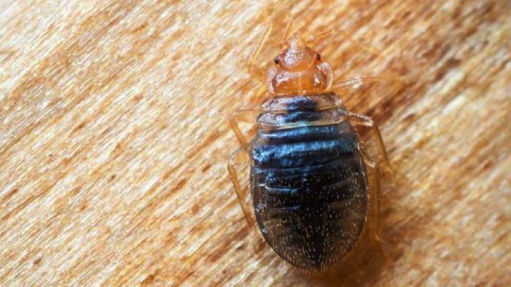Surprenant : 2 Ingrédients Miraculeux Pour Faire Disparaître Cafards et Punaises de Lit !