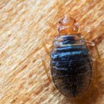 Surprenant : 2 Ingrédients Miraculeux Pour Faire Disparaître Cafards et Punaises de Lit !
