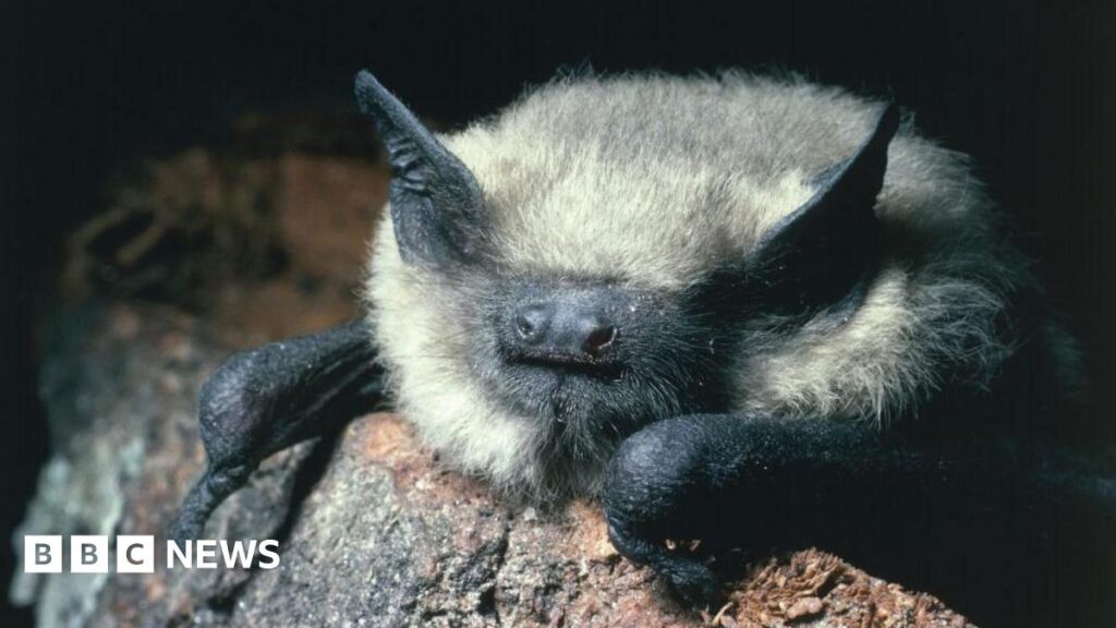 Une petite chauve-souris retarde le projet de logements à l'église de Torfaen