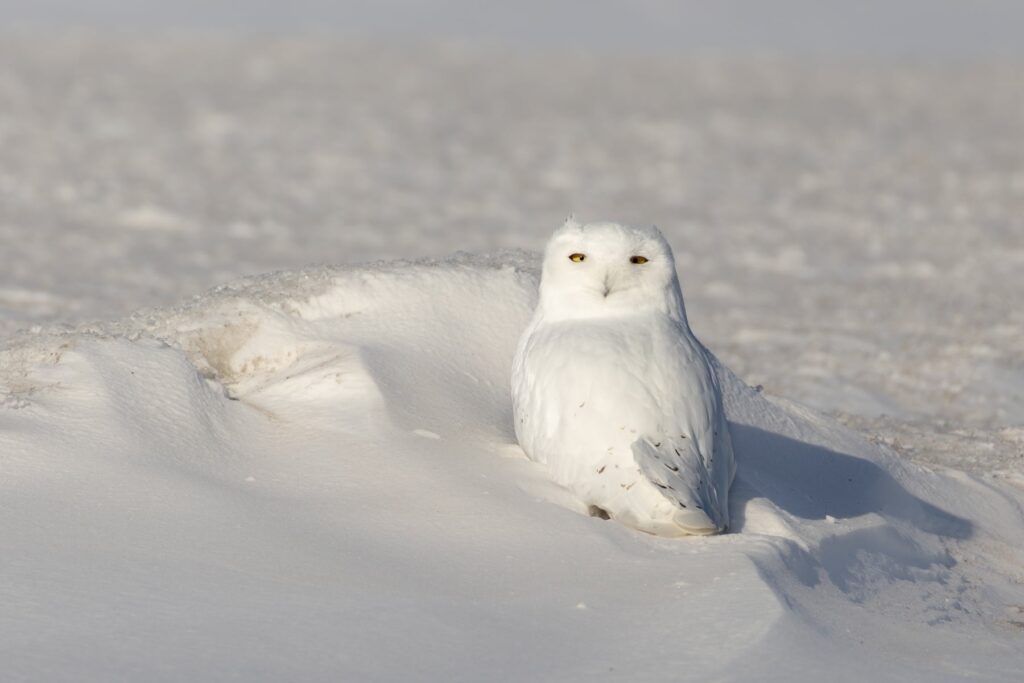 L'arithmétique glaciale du comptage des oiseaux