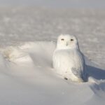 L'arithmétique glaciale du comptage des oiseaux
