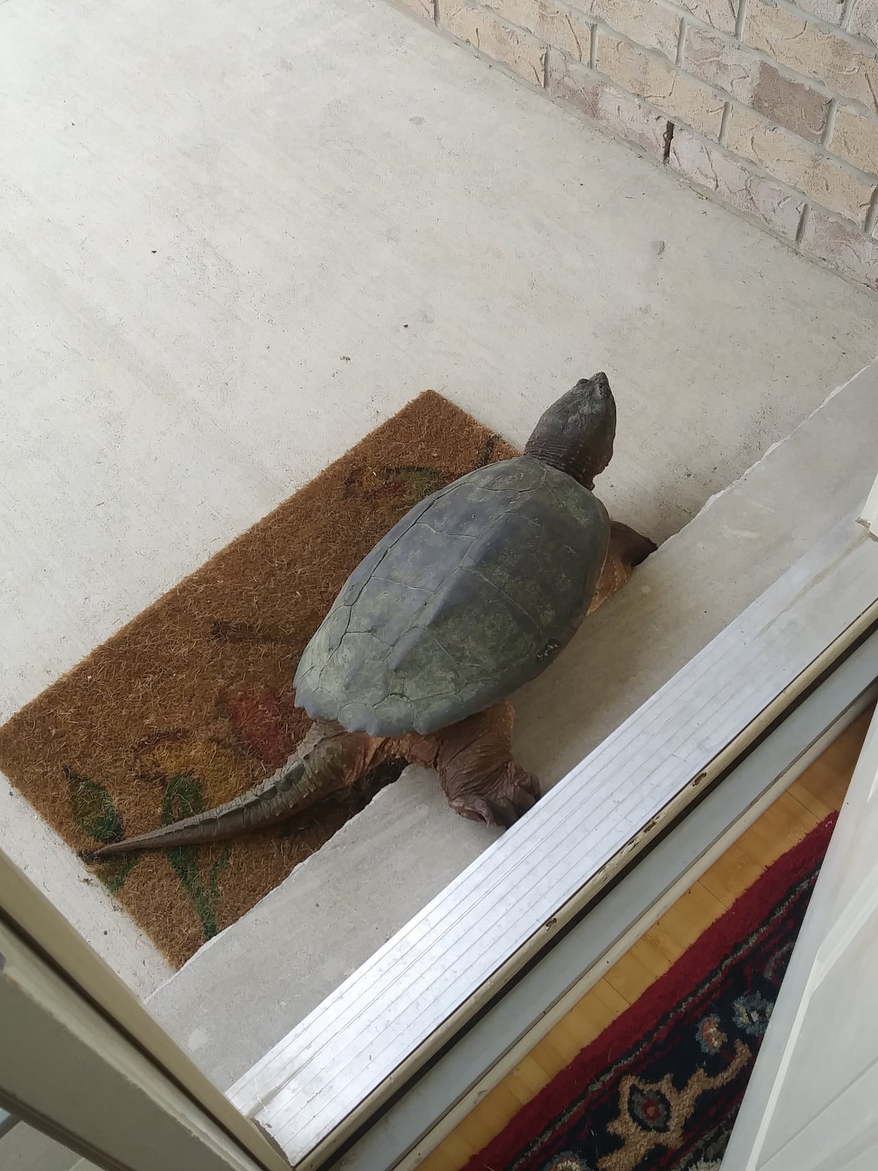 Premier rencontre de Graham avec des tortues alligators