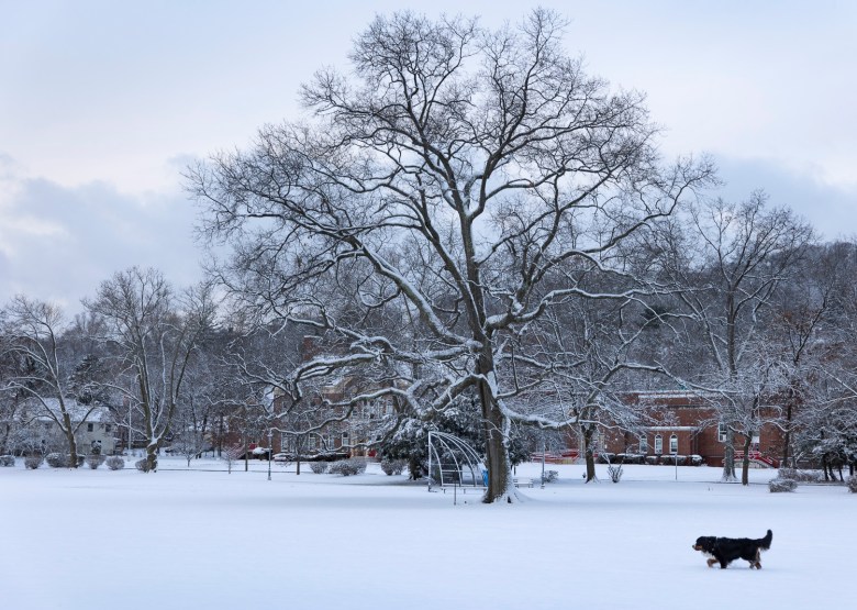 La première neige de Montclair lors du solstice d'hiver 2024 à Edgemont Park.