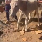 Horreur à Vecindario : plus de 30 animaux sauvés dans un état critique d'une ferme abandonnée