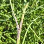 Semaine de la Canola : Mise à jour sur les maladies