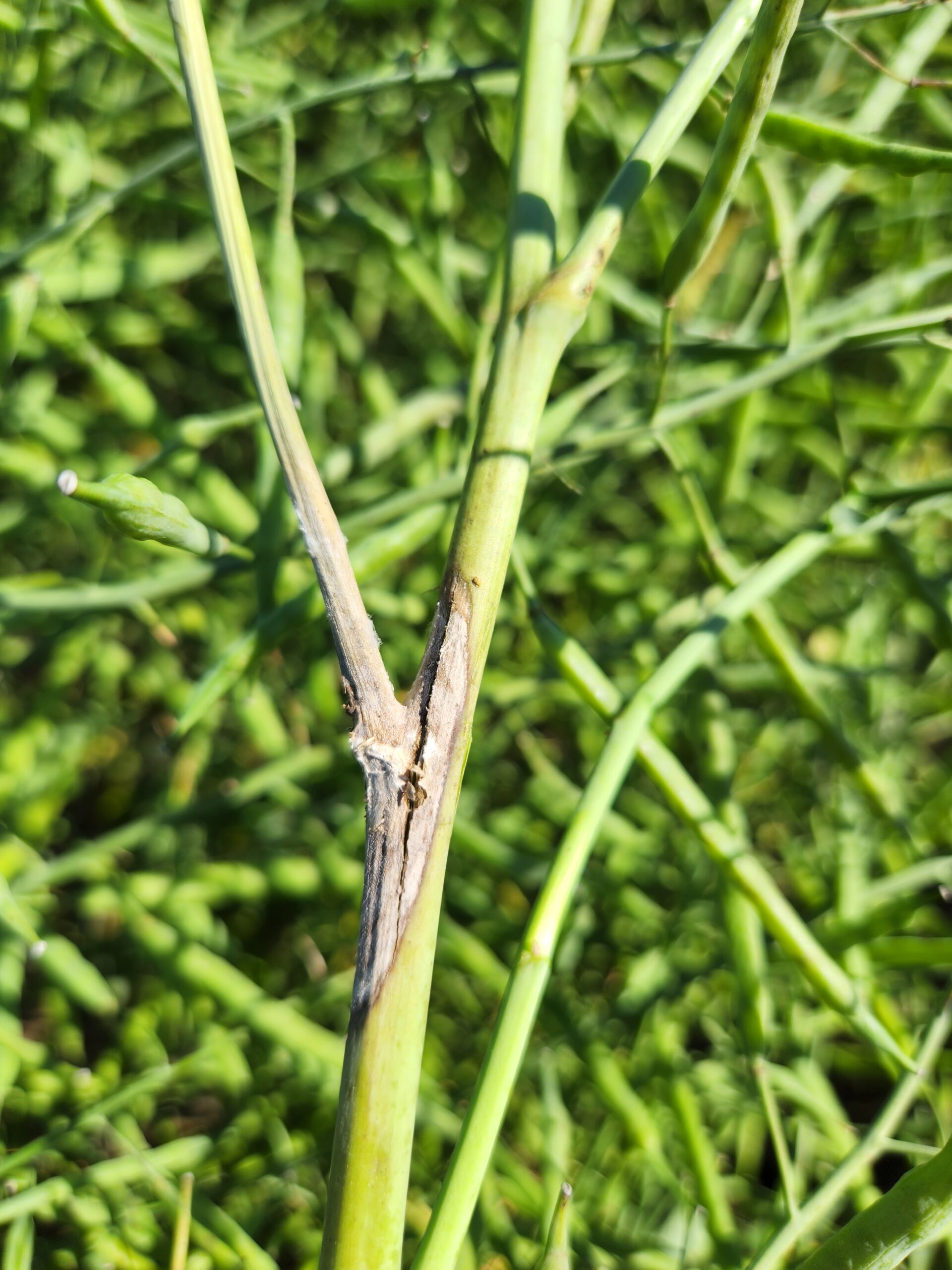 Semaine de la Canola : Mise à jour sur les maladies
