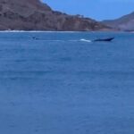 Narcolanchas à Murcia : les criques d'Águilas et de Cartagena, refuges de choix