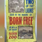 Affiche de Born Free dénichée lors des travaux au cinéma de Paignton