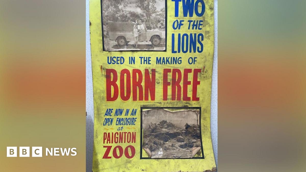 Affiche de Born Free dénichée lors des travaux au cinéma de Paignton