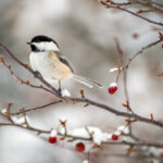 Oiseaux de jardin : Survivre à l'hiver à Eden Prairie !
