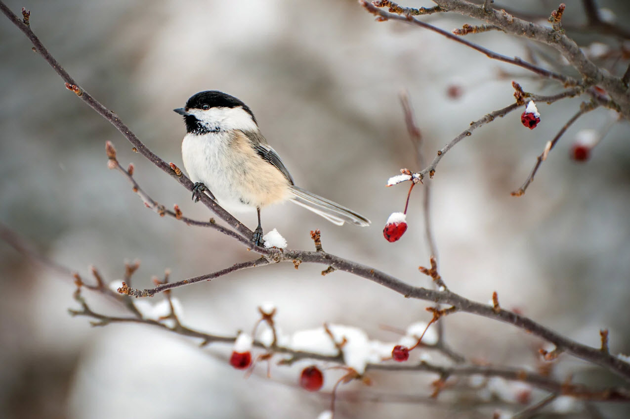 Oiseaux de jardin : Survivre à l'hiver à Eden Prairie !