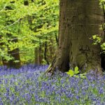 Plan de 600 maisons dans la forêt millénaire de Croxley Green en débat !