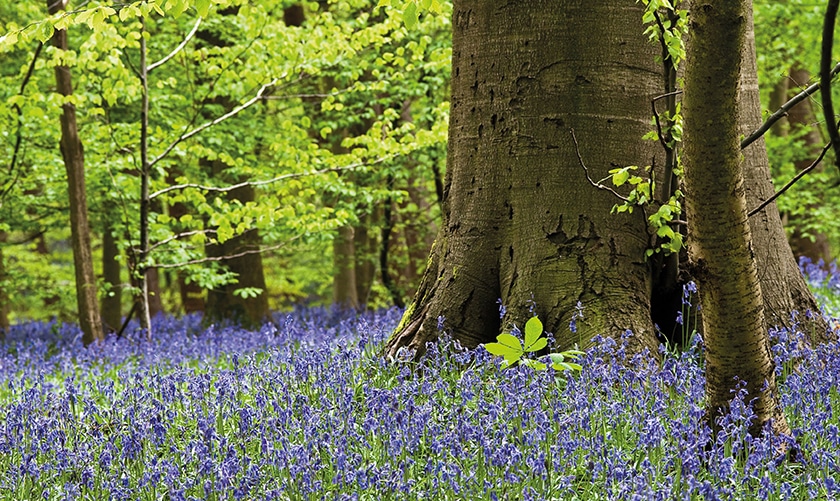 Plan de 600 maisons dans la forêt millénaire de Croxley Green en débat !