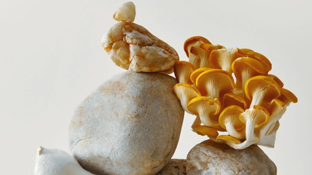 10 Raisons de Manger des Champignons Quotidiennement