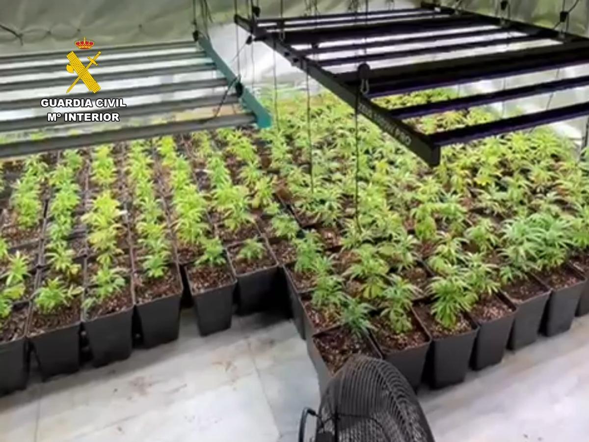 Démantèlement d'une plantation de marijuana et d'un laboratoire de haschisch à Marratxí