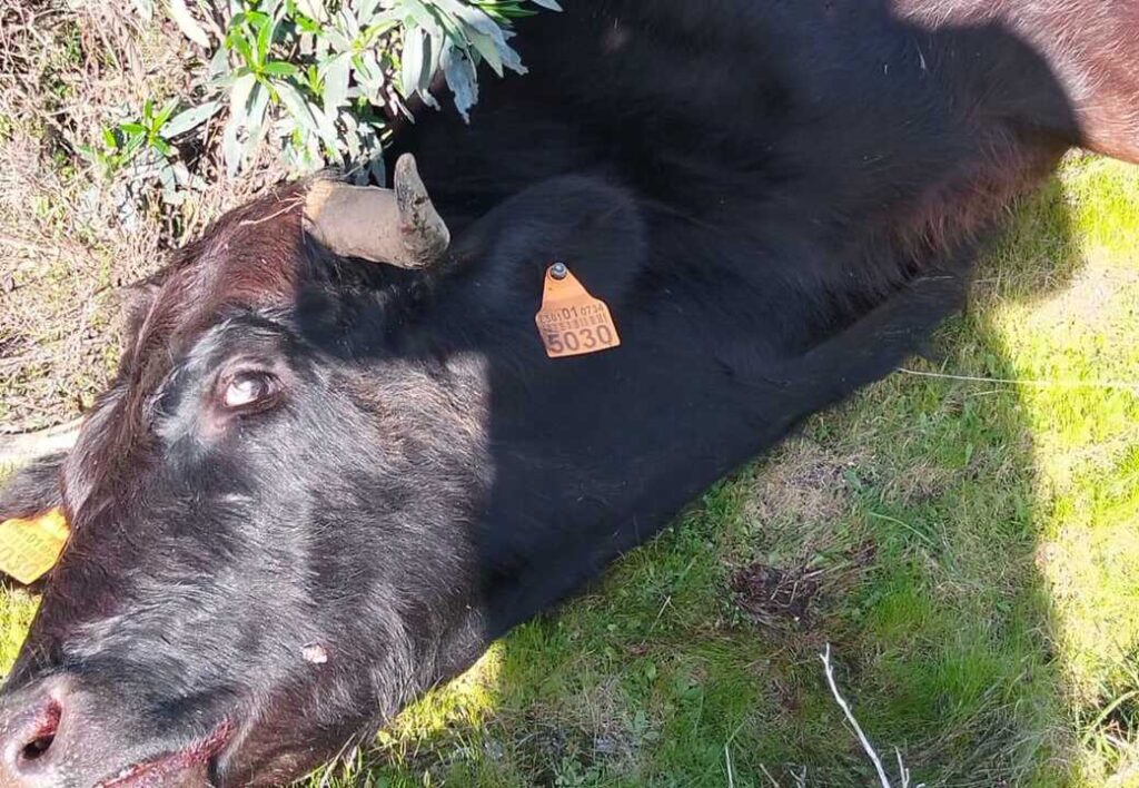 Deux vaches meurent et leurs veaux disparaissent lors d'une chasse, alerte un éleveur de Beas