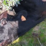 Deux vaches meurent et leurs veaux disparaissent lors d'une chasse, alerte un éleveur de Beas