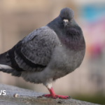 Les pigeons de Norwich ne recevront pas de contraceptifs au marché
