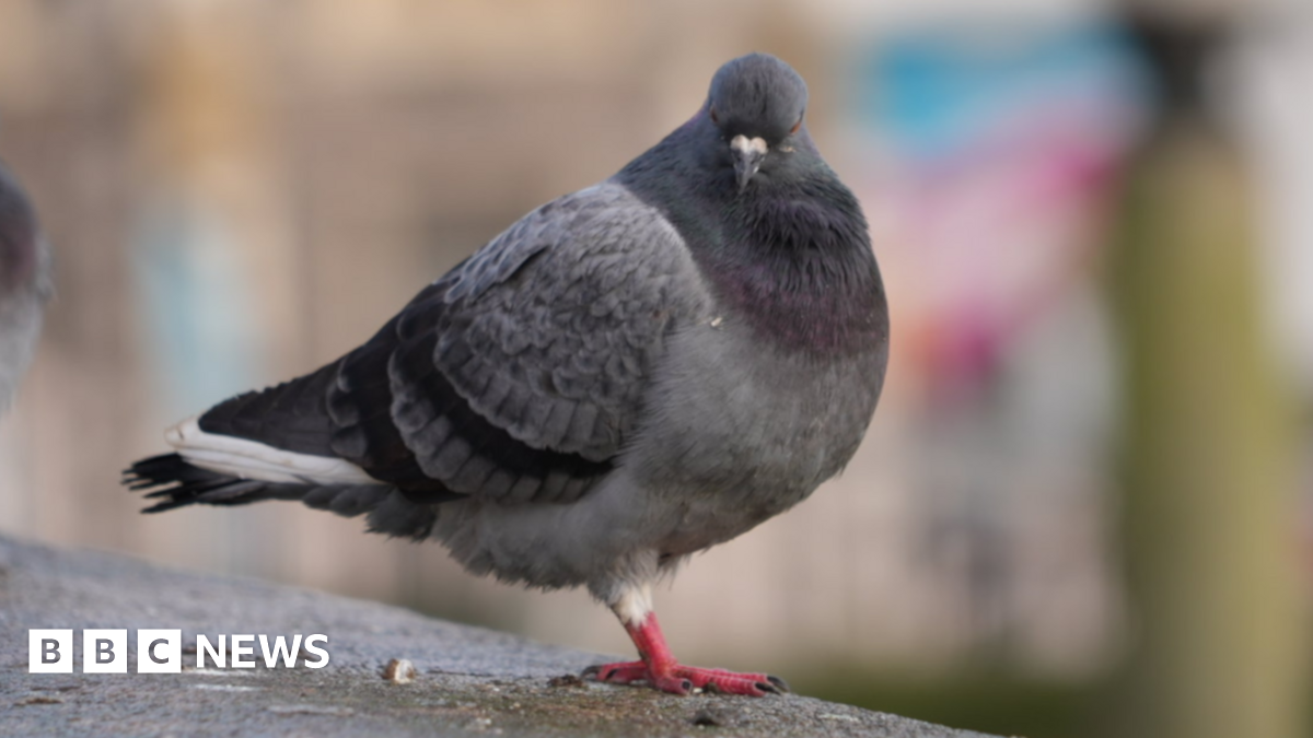 Les pigeons de Norwich ne recevront pas de contraceptifs au marché