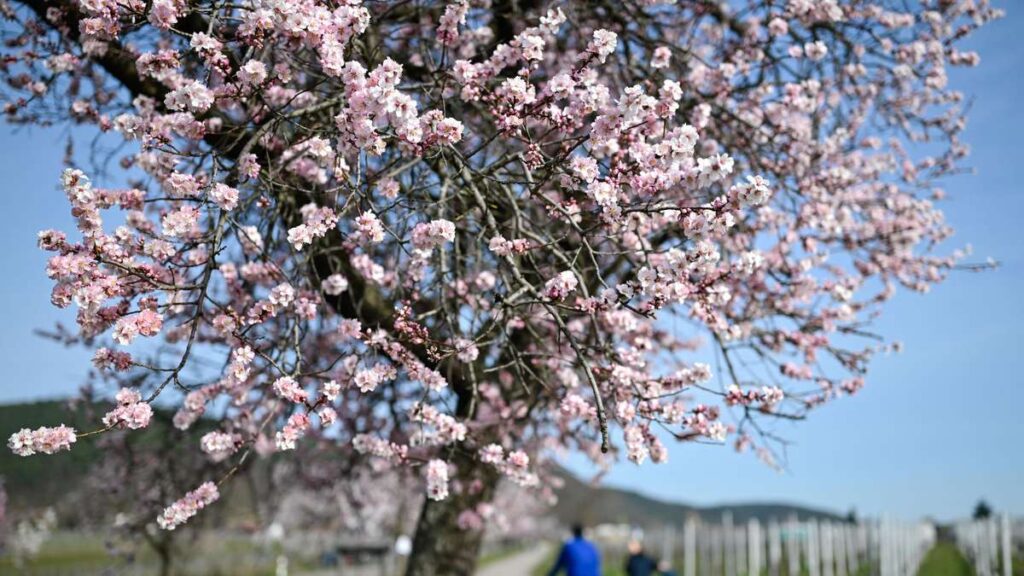 Découvrez ce lieu en Allemagne où la floraison au printemps est à couper le souffle