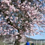 Découvrez ce lieu en Allemagne où la floraison au printemps est à couper le souffle